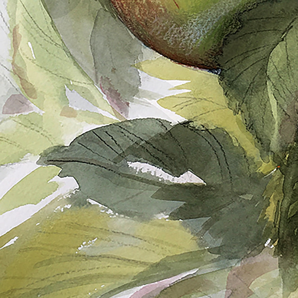 ARGOSY APPLES Fine Art Print - Picture 3 of 3